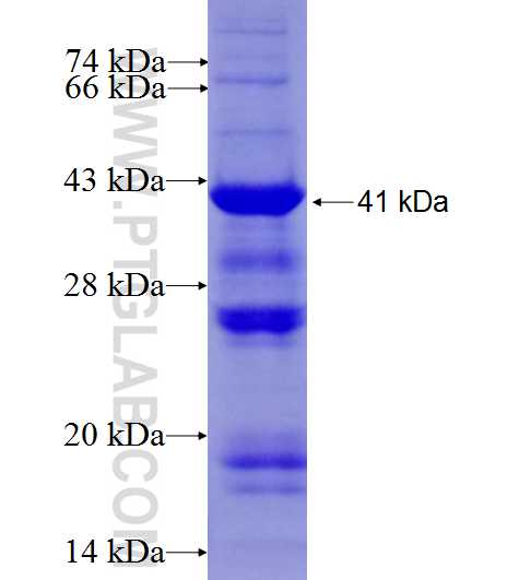 PITX2 fusion protein Ag27924 SDS-PAGE