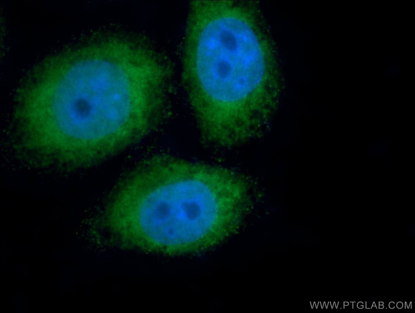 Immunofluorescence (IF) / fluorescent staining of HepG2 cells using PIWIL1 Polyclonal antibody (15659-1-AP)