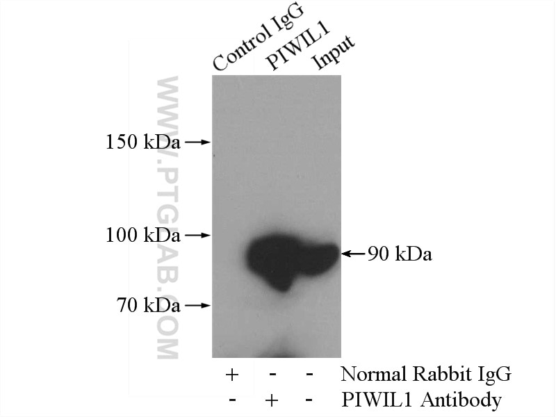 Immunoprecipitation (IP) experiment of mouse testis tissue using PIWIL1 Polyclonal antibody (15659-1-AP)