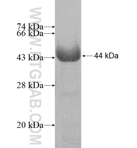 PIWIL1 fusion protein Ag8056 SDS-PAGE