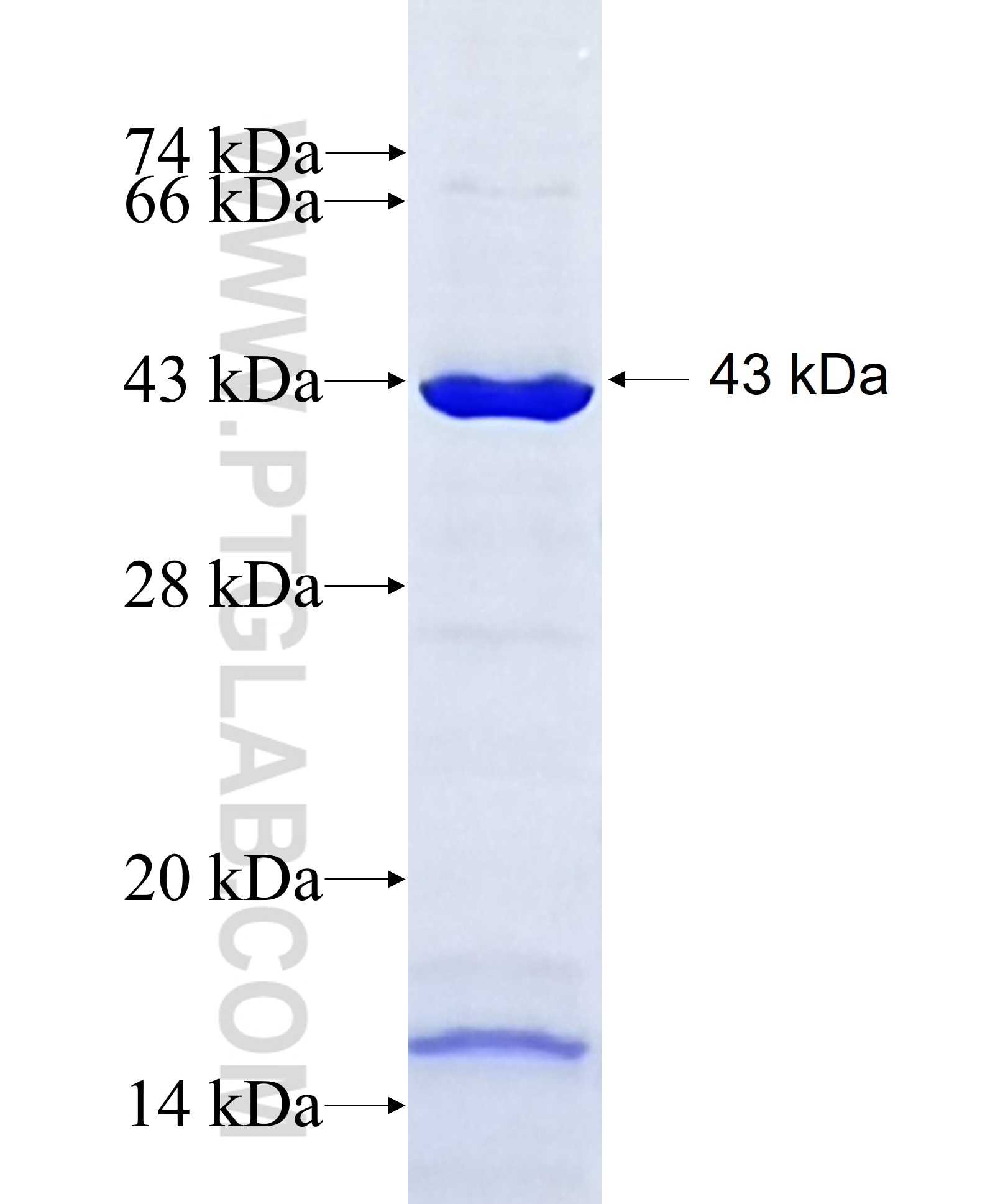 PIWIL1 fusion protein Ag8056 SDS-PAGE