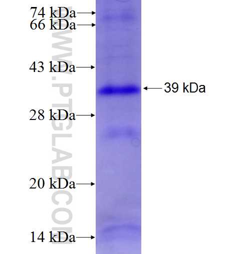 PIWIL2 fusion protein Ag5423 SDS-PAGE