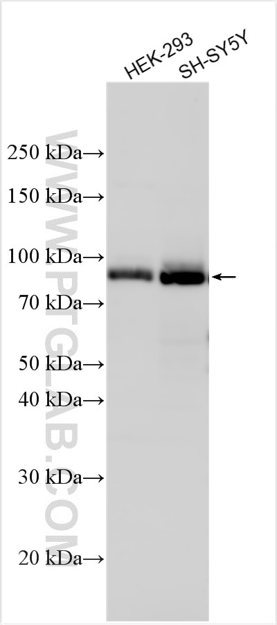 Western Blot (WB) analysis of various lysates using PJA1 Polyclonal antibody (17687-1-AP)