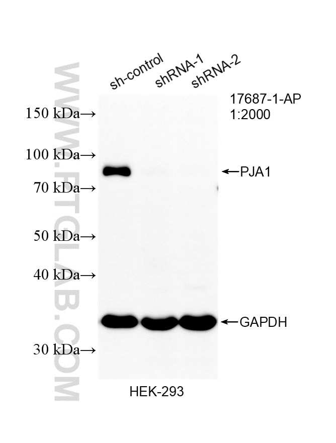 WB analysis of HEK-293 using 17687-1-AP Western Blot (WB) analysis of HEK-293 cells using PJA1 Polyclonal antibody (17687-1-AP)