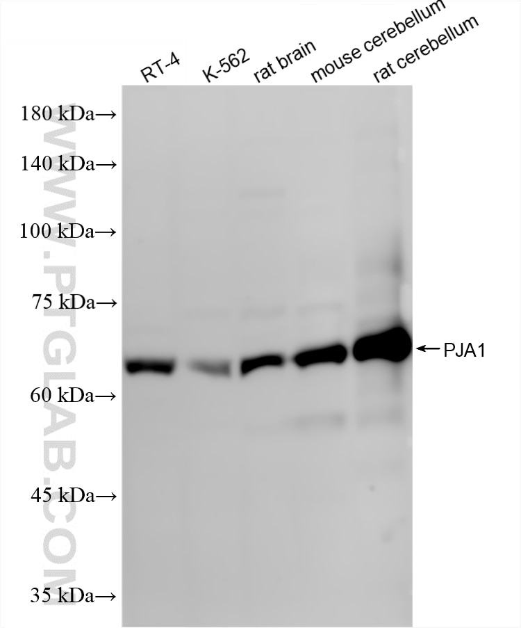 WB analysis using 86892-1-RR (same clone as 86892-1-PBS) Western Blot (WB) analysis of various lysates using PJA1 Recombinant monoclonal antibody (86892-1-RR)