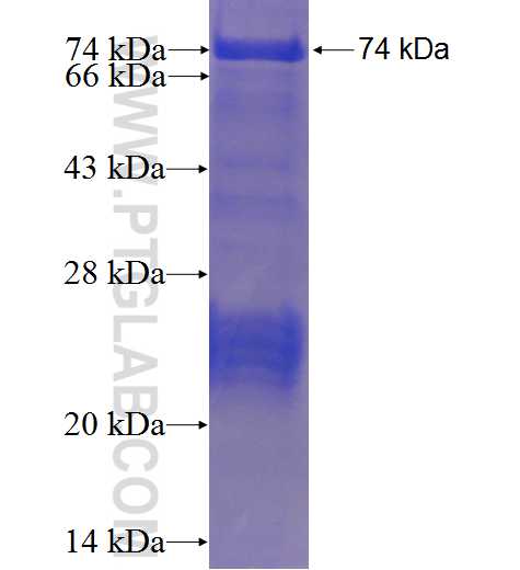 PJA2 fusion protein Ag3434 SDS-PAGE