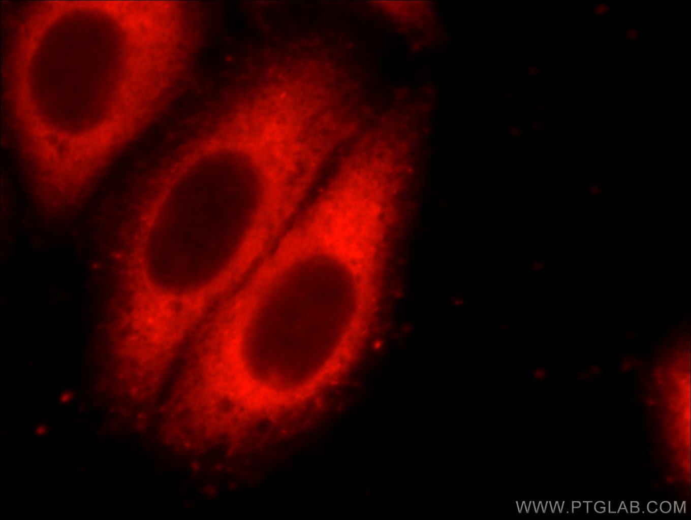 IF Staining of HepG2 using 60268-1-Ig