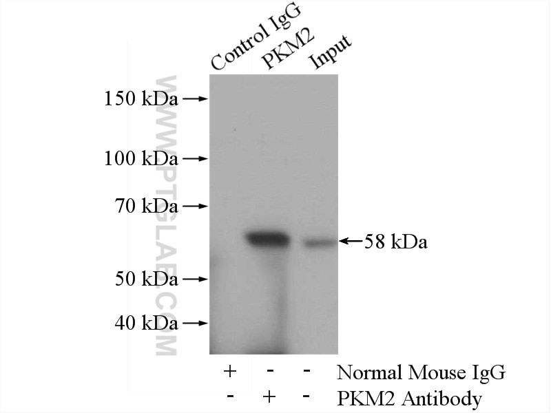 Immunoprecipitation (IP) experiment of HeLa cells using PKM2-specific Monoclonal antibody (60268-1-Ig)