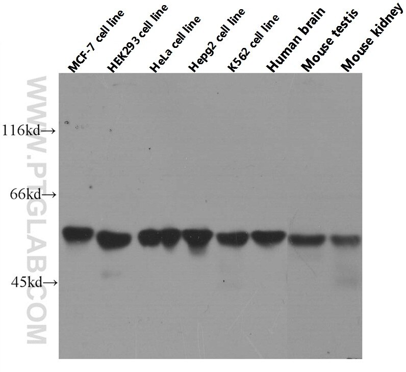 WB analysis of MCF-7 using 60268-1-Ig