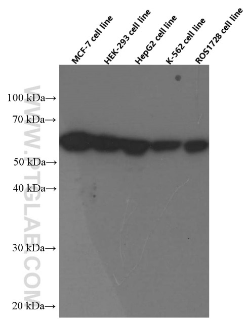 WB analysis of MCF-7 using 60268-1-Ig