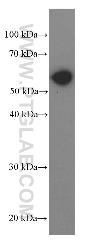 Western Blot (WB) analysis of NIH/3T3 cells using PKM2-specific Monoclonal antibody (60268-1-Ig)