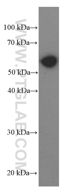 WB analysis of NIH/3T3 using 60268-1-Ig