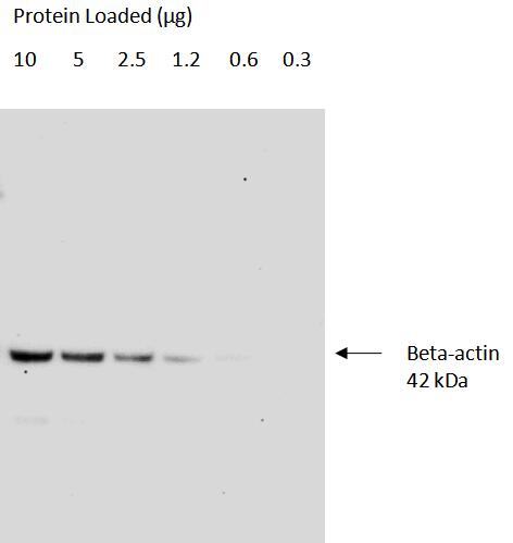 Serial dilutions of Hela cell lysates<br>Primary: Proteintech Proteintech, beta-actin (66009-1-Ig); 1:50,000<br>Secondary: Quanta BioDesign HRP-Goat anti-Mouse IgG (H&L) (11-0101-0303) 1:50,000<br>Exposure Time: 30 seconds<br>SignalBright Pro Chemiluminescent substrate