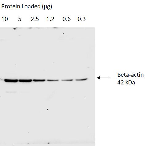 Serial dilutions of HeLa cell lysate <br>Primary: Proteintech, beta-actin 66009-1-Ig; 1:50,000<br>Secondary: Quanta BioDesign HRP-Goat anti-Mouse IgG (H&L) (11-0101-0303) 1:60,000<br>Exposure Time: 30 seconds<br>SignalBright Plus Chemiluminescent substrate