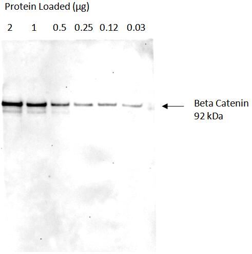 Serial dilutions of HeLa cell lysate Primary: Proteintech, Beta Catenin  (51067-2-AP), 1:20,000 <br>Secondary: Quanta BioDesign HRP-Goat anti-Rabbit IgG (H&L) (11-0201-0503) 1:100,000<br>Exposure Time: 30 seconds<br>SignalBright Max Chemiluminescent substrate