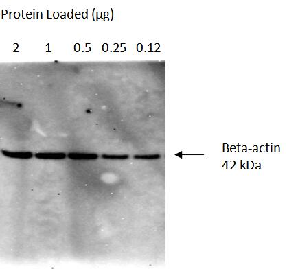 Serial dilutions of HeLa cell lysate <br>Primary: Proteintech, Beta-actin (66009-1-Ig); 1:100,000<br>Secondary: Quanta BioDesign HRP-Goat anti-Mouse IgG (H&L) (11-0101-0303) 1:75,000<br>Exposure Time: 120 seconds<br>SignalBright Max Chemiluminescent substrate