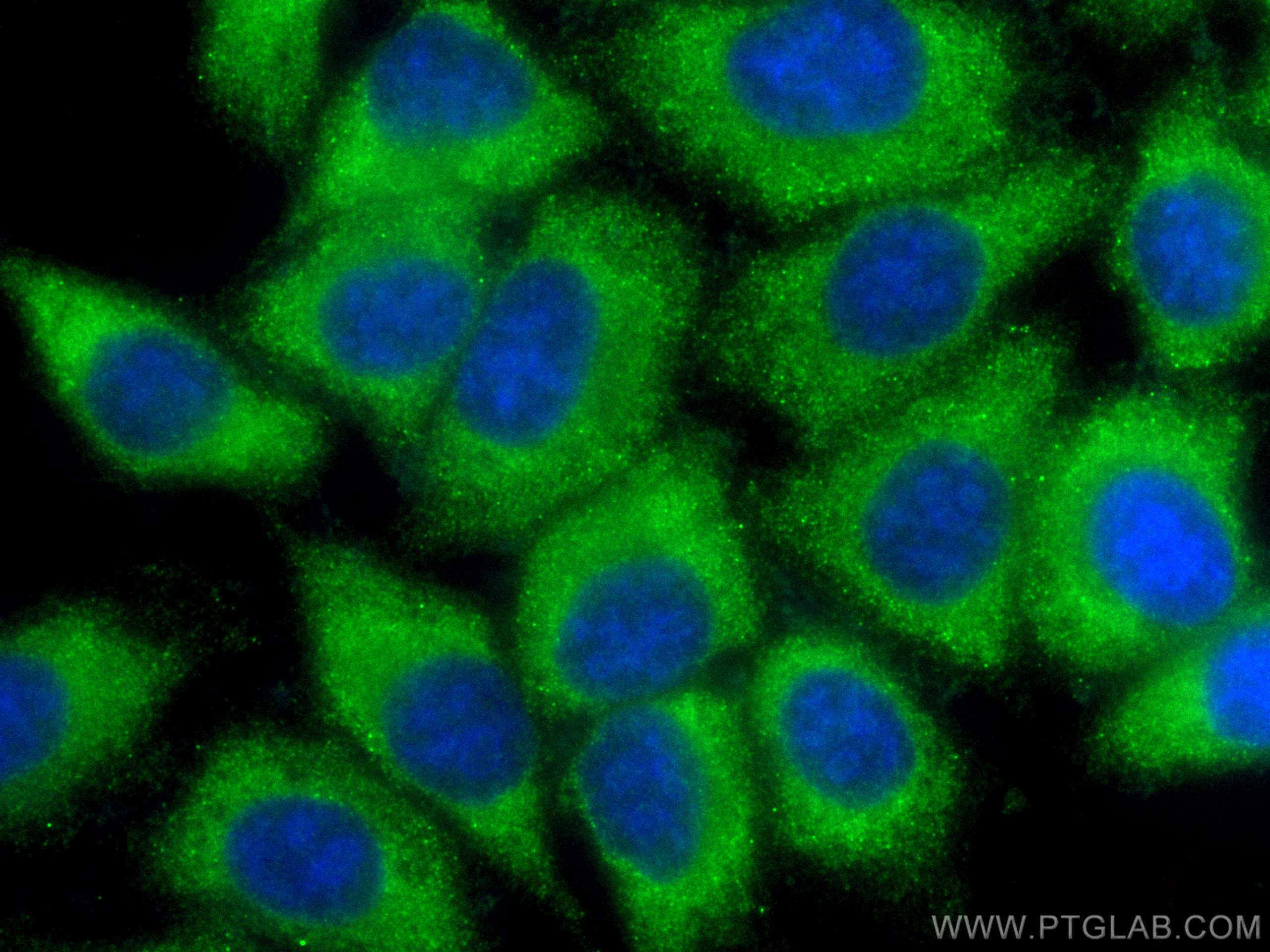 Immunofluorescence (IF) / fluorescent staining of HepG2 cells using CoraLite® Plus 488-conjugated PKC Alpha Polyclonal (CL488-21991)