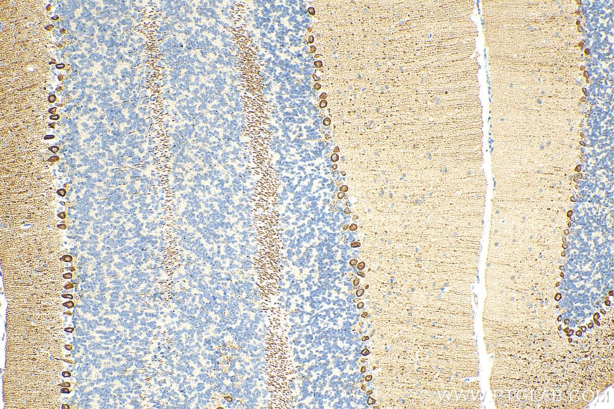 IHC staining of mouse cerebellum using 29208-1-AP