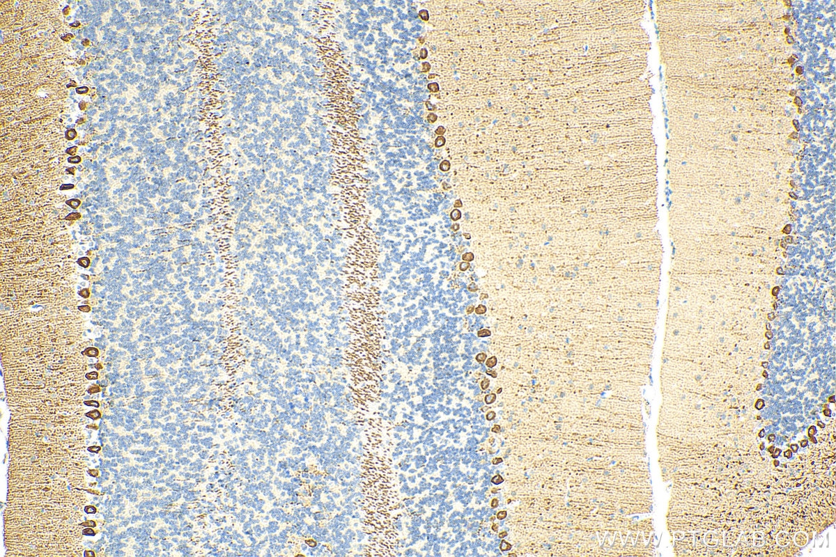 Immunohistochemistry (IHC) staining of mouse cerebellum tissue using PKC Gamma Polyclonal antibody (29208-1-AP)