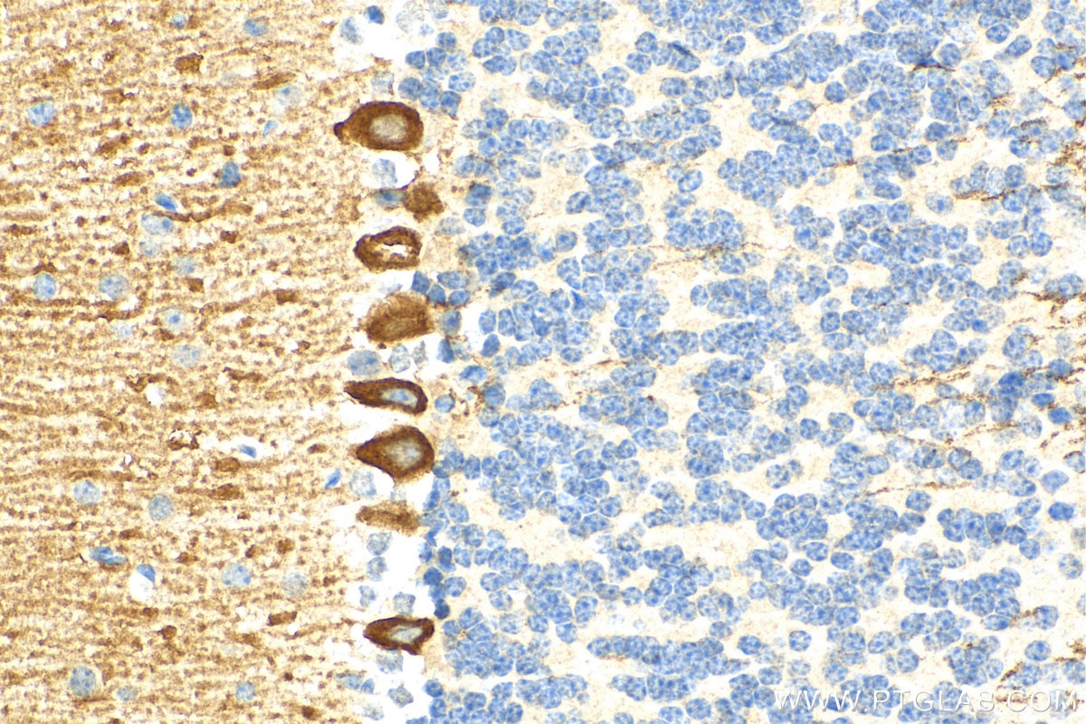 Immunohistochemistry (IHC) staining of mouse cerebellum tissue using PKC Gamma Polyclonal antibody (29208-1-AP)