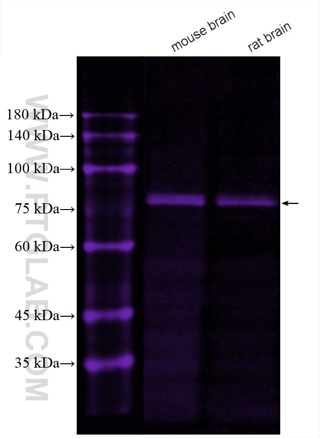 Western Blot (WB) analysis of various lysates using CoraLite® Plus 647-conjugated PKC Gamma Polyclonal (CL647-14364)