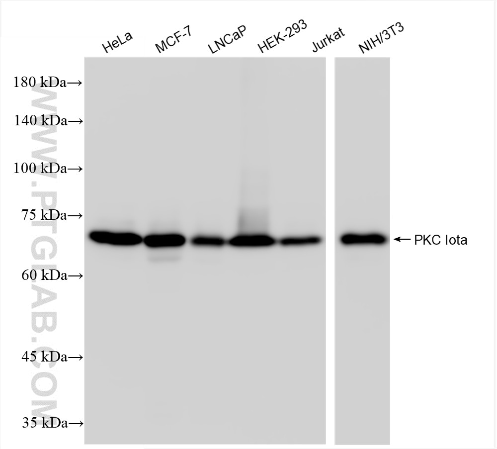 Western Blot (WB) analysis of various lysates using PKC Iota Recombinant antibody (85733-2-RR)