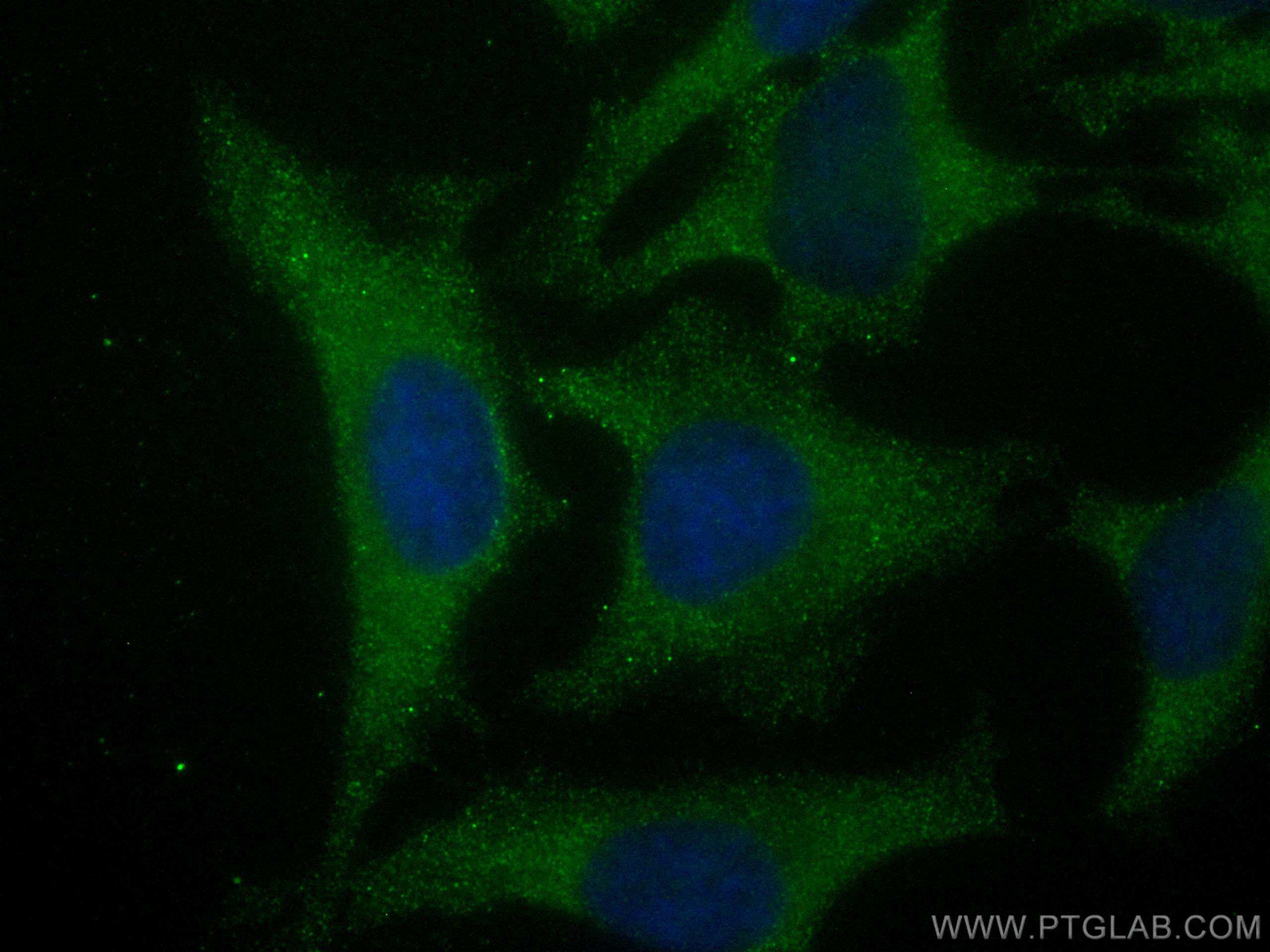 Immunofluorescence (IF) / fluorescent staining of HeLa cells using CoraLite® Plus 488-conjugated PKC Zeta Polyclonal  (CL488-26899)
