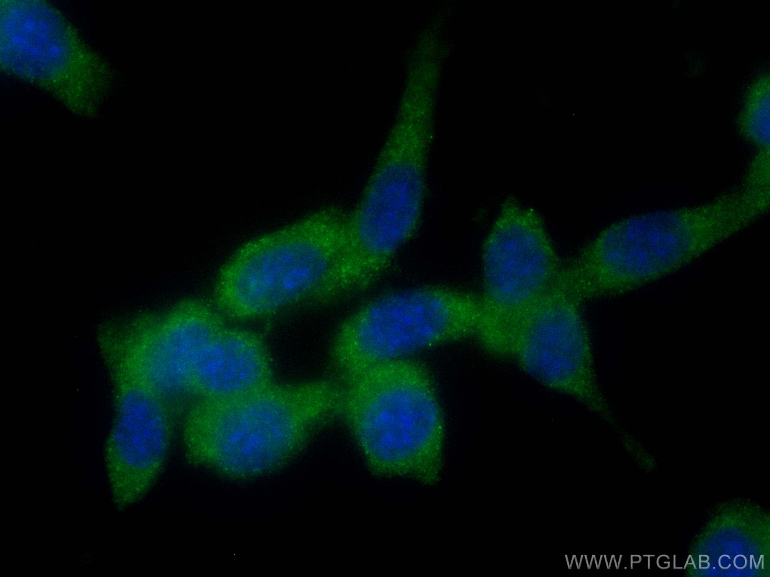 Immunofluorescence (IF) / fluorescent staining of NIH/3T3 cells using CoraLite® Plus 488-conjugated PKC Zeta Polyclonal  (CL488-26899)