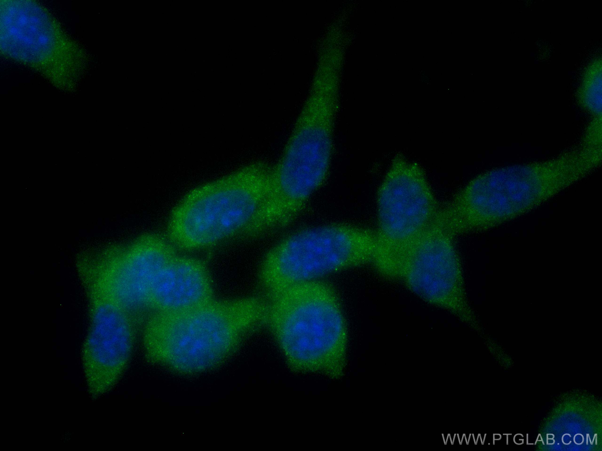 IF Staining of NIH/3T3 using CL488-26899