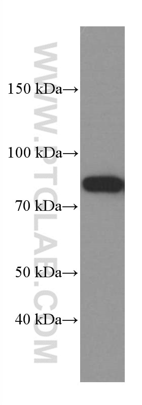 WB analysis of HeLa using 66421-1-Ig