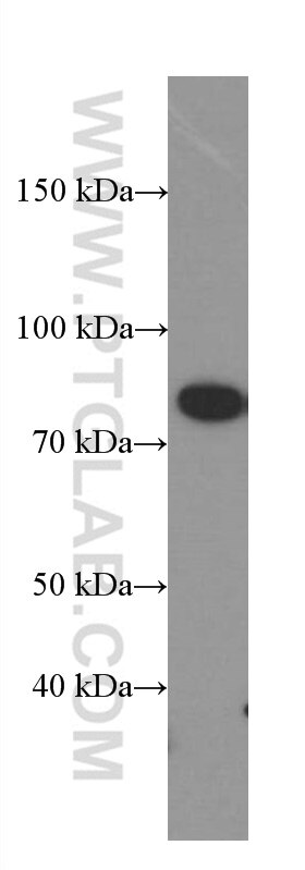 Western Blot (WB) analysis of C6 cells using PKC Alpha Monoclonal antibody (66421-1-Ig)