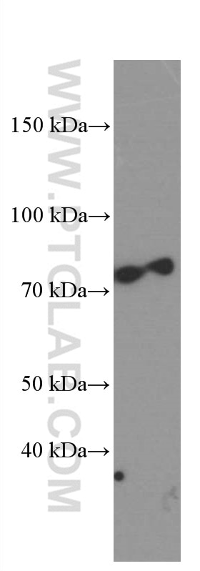 Western Blot (WB) analysis of RAW 264.7 cells using PKC Alpha Monoclonal antibody (66421-1-Ig)