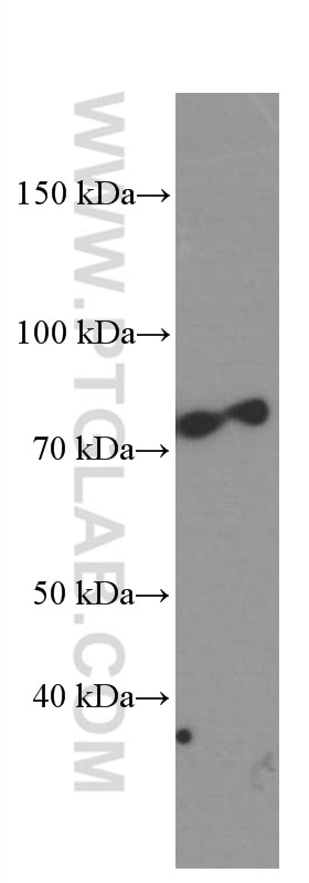 WB analysis of RAW 264.7 using 66421-1-Ig