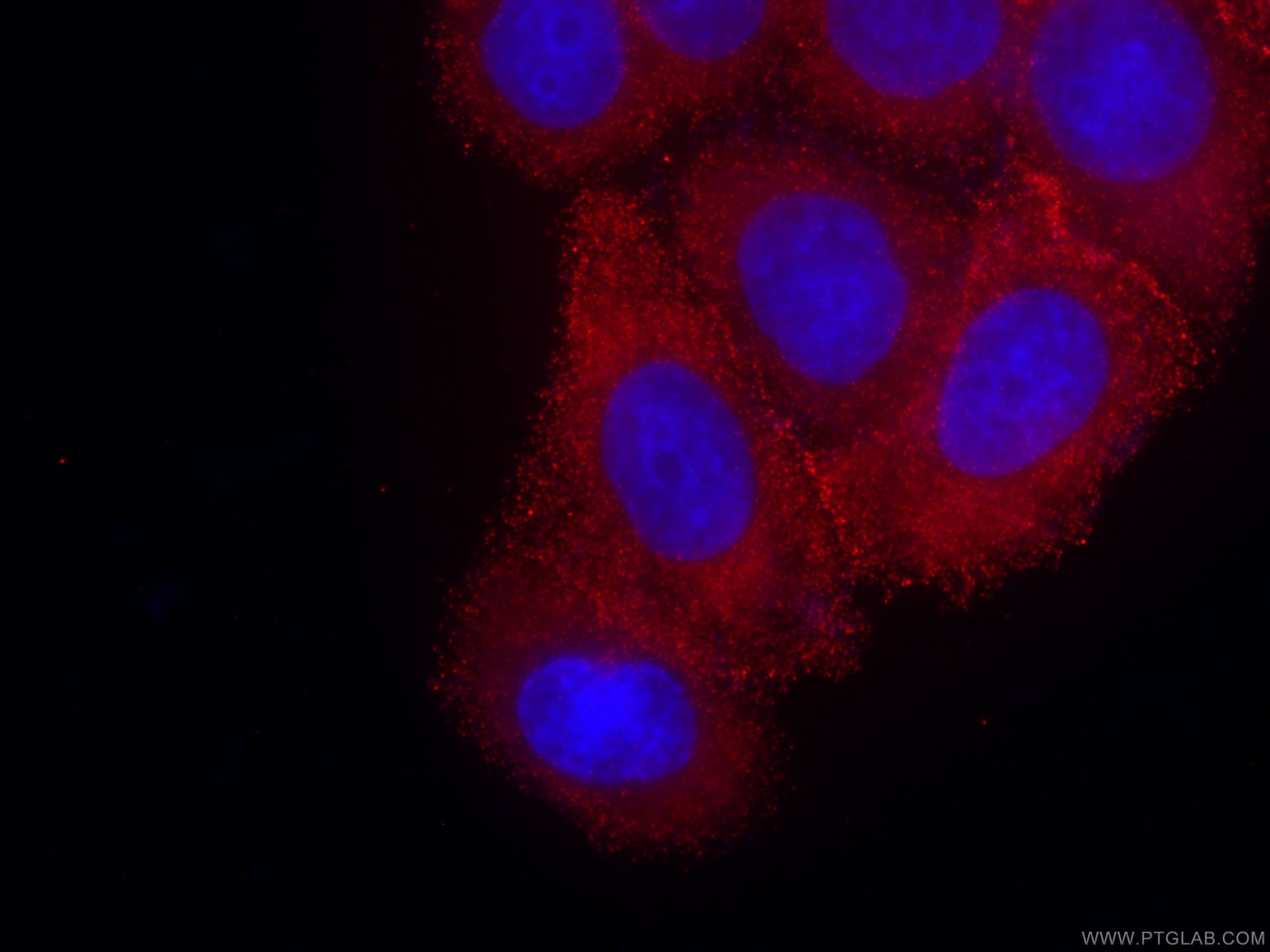 Immunofluorescence (IF) / fluorescent staining of HeLa cells using CoraLite®594-conjugated PKC Alpha Monoclonal antib (CL594-66421)