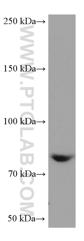 Western Blot (WB) analysis of HepG2 cells using PKC Delta Monoclonal antibody (67113-1-Ig)