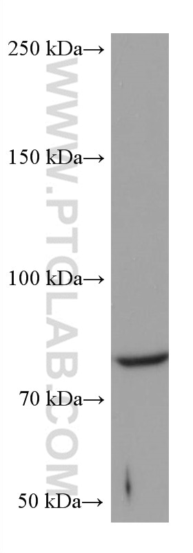 Western Blot (WB) analysis of A431 cells using PKC Delta Monoclonal antibody (67113-1-Ig)