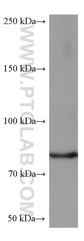 Western Blot (WB) analysis of HeLa cells using PKC Delta Monoclonal antibody (67113-1-Ig)