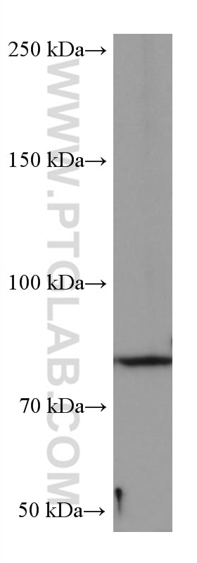 Western Blot (WB) analysis of Jurkat cells using PKC Delta Monoclonal antibody (67113-1-Ig)