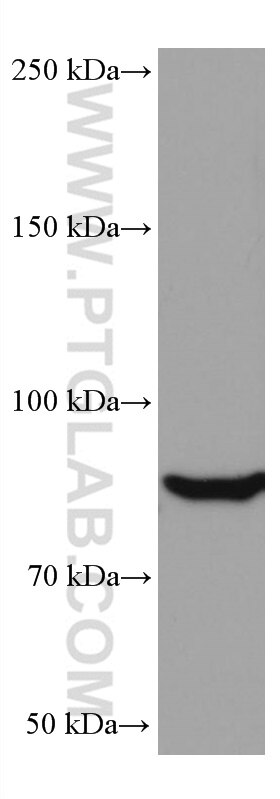 Western Blot (WB) analysis of HSC-T6 cells using PKC Delta Monoclonal antibody (67113-1-Ig)