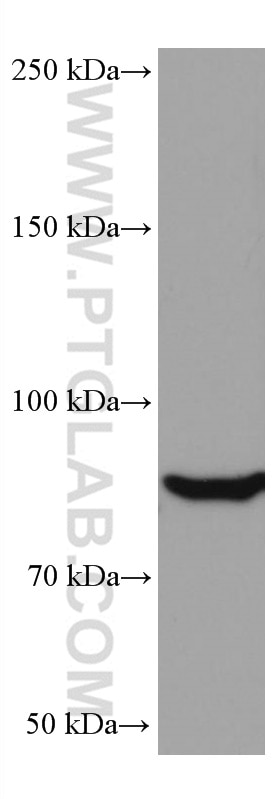 Western Blot (WB) analysis of HSC-T6 cells using PKC Delta Monoclonal antibody (67113-1-Ig)