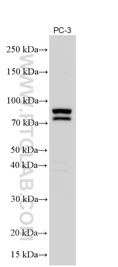 WB analysis using 26916-1-AP Western Blot (WB) analysis of various lysates using PKC eta Polyclonal antibody (26916-1-AP)