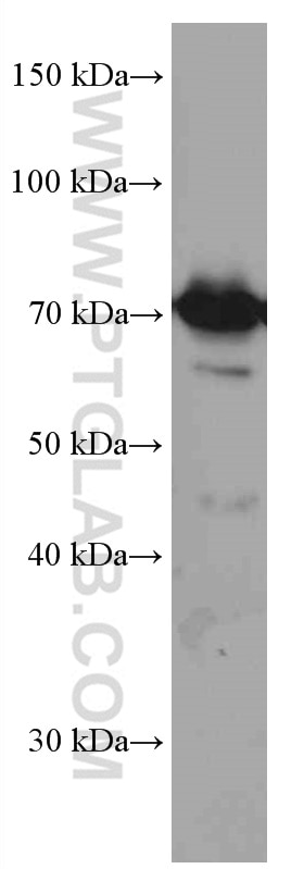 Western Blot (WB) analysis of MCF-7 cells using PKC Iota Monoclonal antibody (66493-1-Ig)