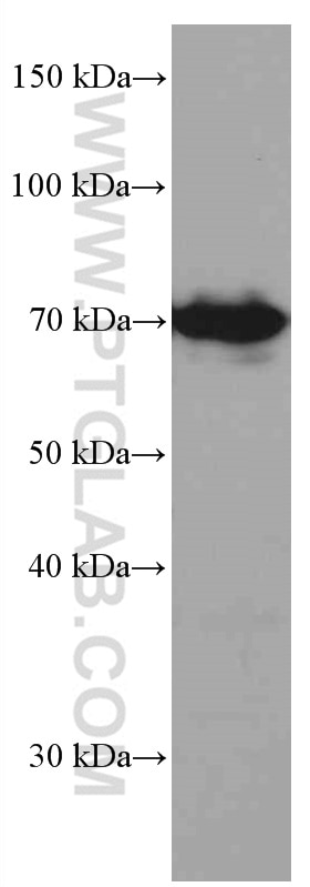 Western Blot (WB) analysis of HEK-293 cells using PKC Iota Monoclonal antibody (66493-1-Ig)