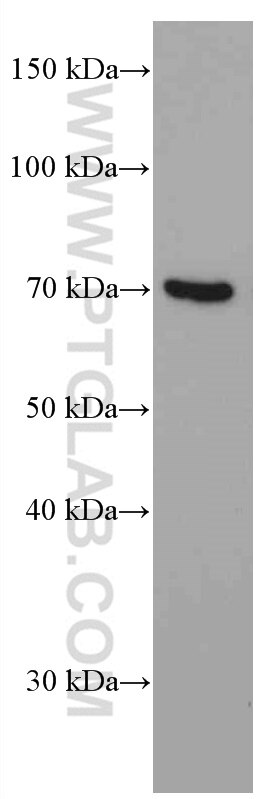 Western Blot (WB) analysis of ROS1728 cells using PKC Iota Monoclonal antibody (66493-1-Ig)