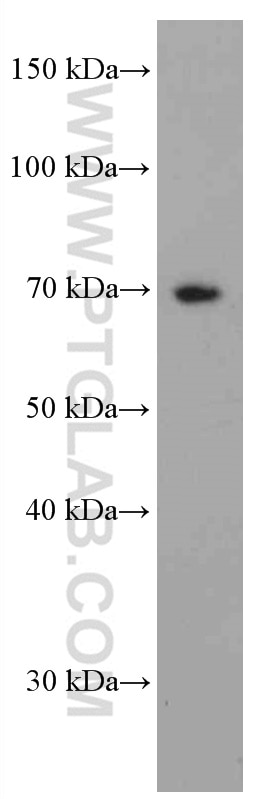 Western Blot (WB) analysis of C6 cells using PKC Iota Monoclonal antibody (66493-1-Ig)
