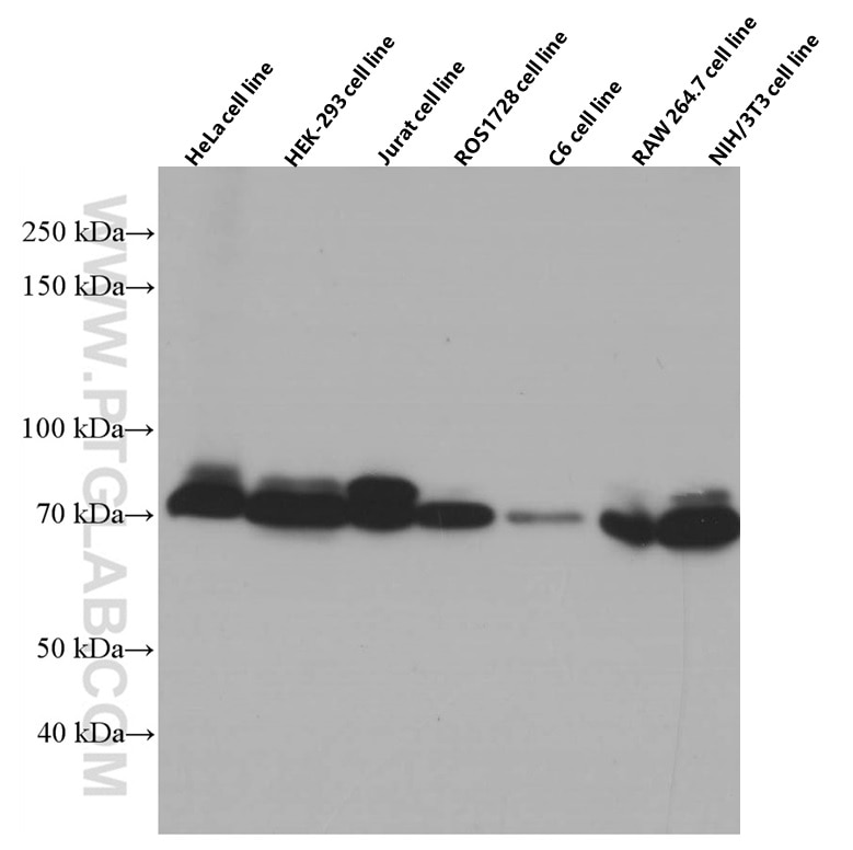 Western Blot (WB) analysis of various lysates using PKC Iota Monoclonal antibody (66493-1-Ig)