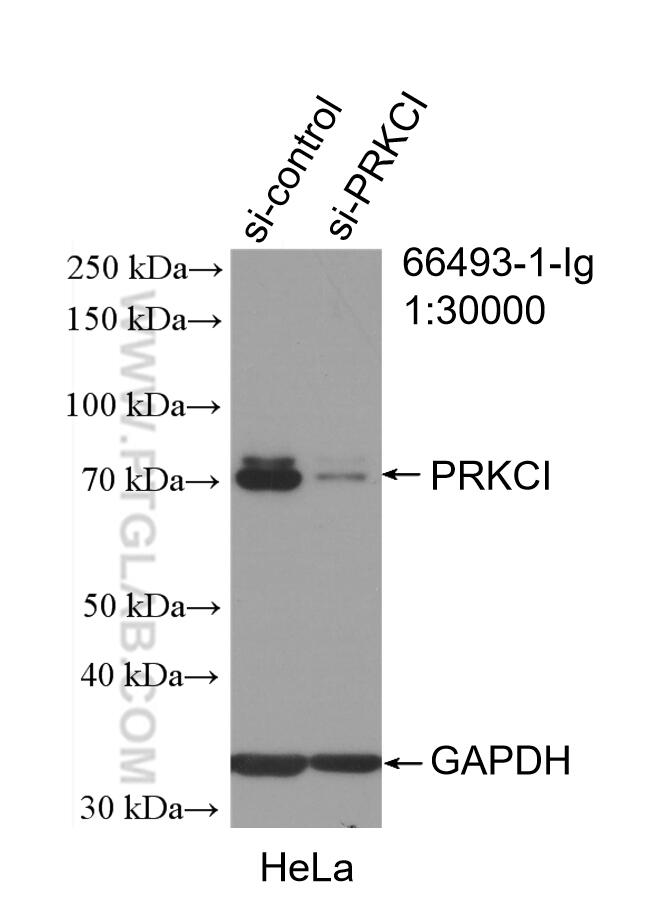 Western Blot (WB) analysis of HeLa cells using PKC Iota Monoclonal antibody (66493-1-Ig)