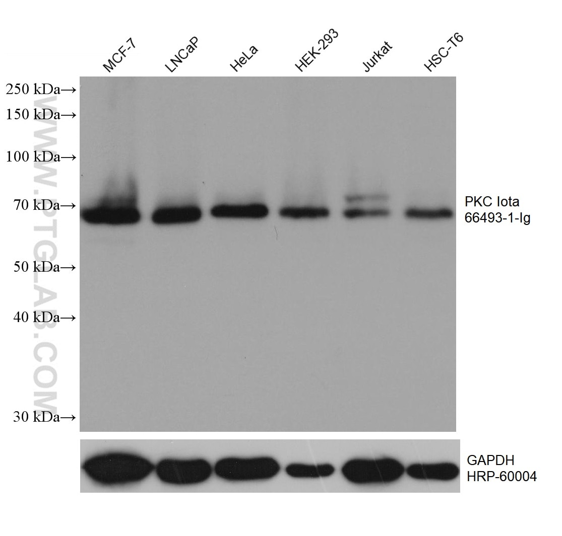 Western Blot (WB) analysis of various lysates using PKC Iota Monoclonal antibody (66493-1-Ig)