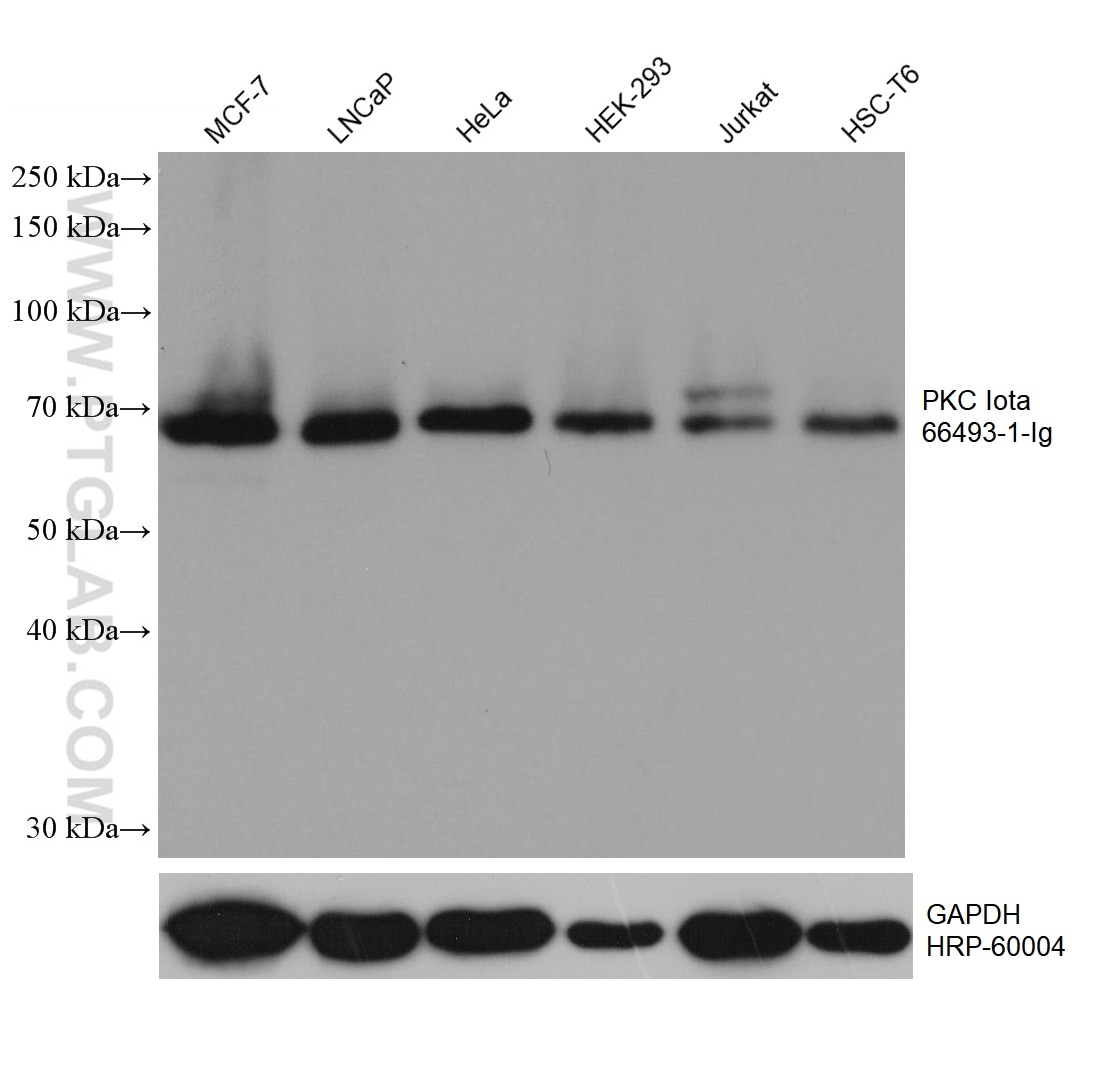 WB analysis using 66493-1-Ig