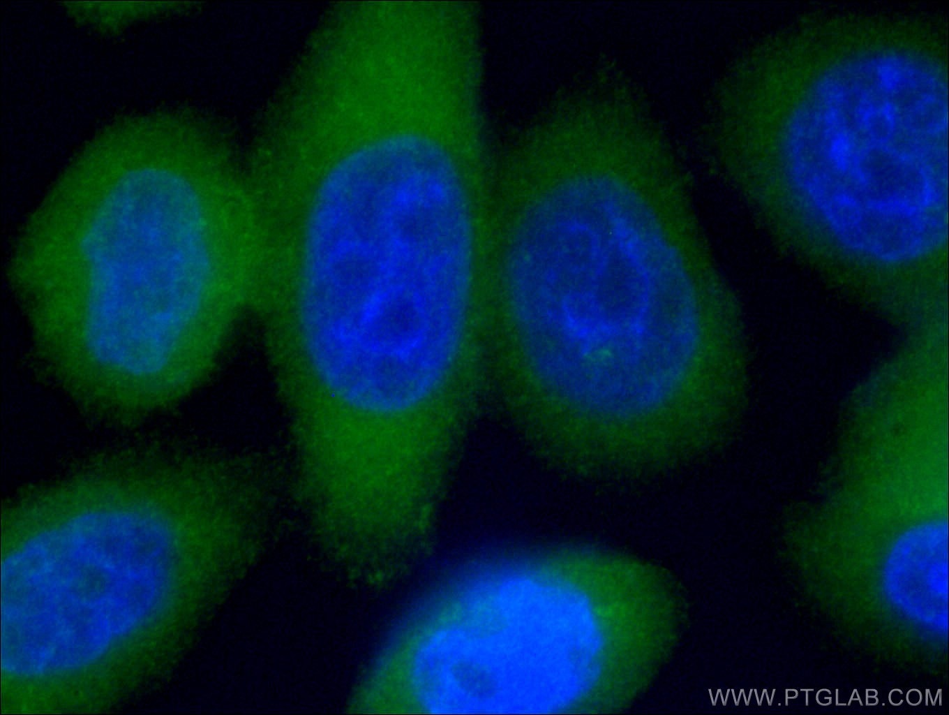 Immunofluorescence (IF) / fluorescent staining of HeLa cells using CoraLite® Plus 488-conjugated PKC Iota Monoclonal  (CL488-66493)